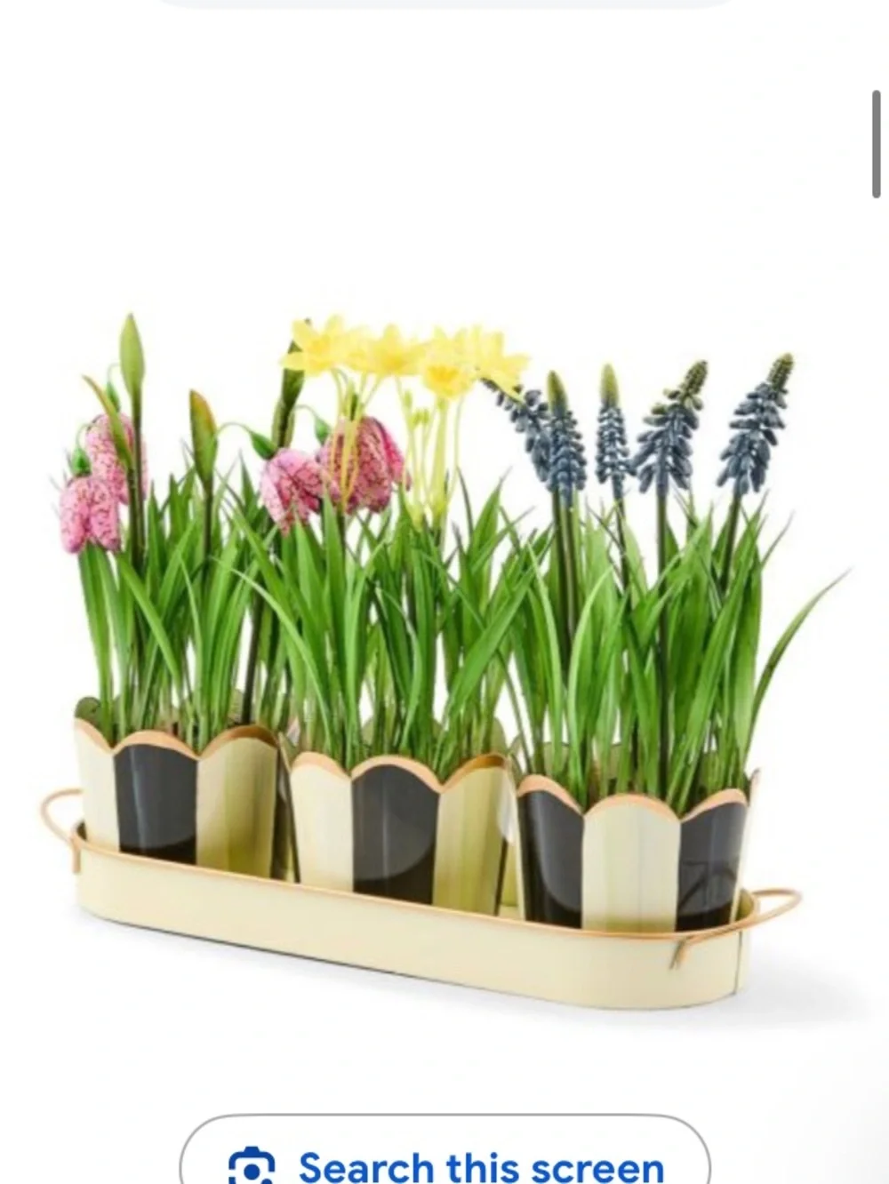 NWT MACKENZIE-CHILDS COURTLY STRIPE TRIPLE POTTED BLOOMS